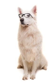 Beautiful Swiss White Shepherd dog posing in studio