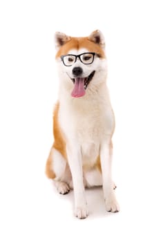 Beautiful Akita Inu dog posing in studio