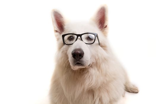 Beautiful Swiss White Shepherd dog posing in studio