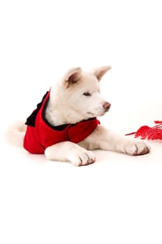 Akita Inu - Valentines Day concept