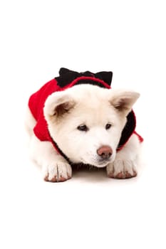 Akita Inu - Valentines Day concept