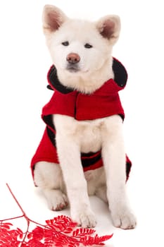 Akita Inu - Valentines Day concept