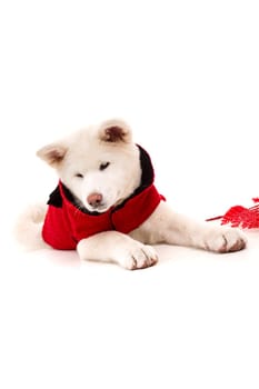 Akita Inu - Valentines Day concept