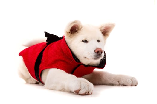 Akita Inu - Valentines Day concept