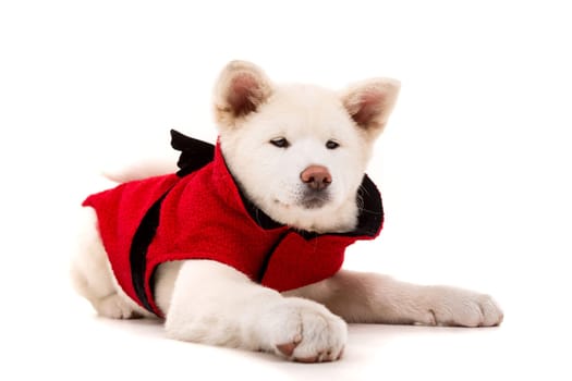 Akita Inu - Valentines Day concept
