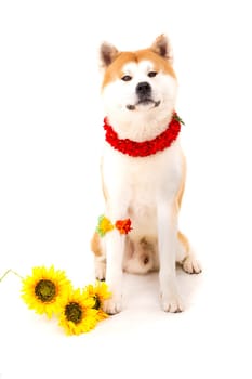 Beautiful Akita Inu dog ready for summer vacations