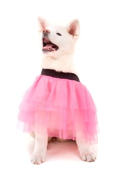 Beautiful Akita Inu dog dressed for Carnival or Halloween