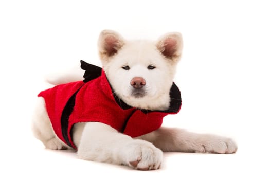 Akita Inu - Valentines Day concept