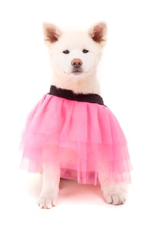 Beautiful Akita Inu dog dressed for Carnival or Halloween