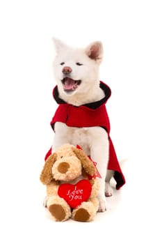 Akita Inu - Valentines Day concept