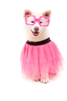 Beautiful Akita Inu dog dressed for Carnival or Halloween