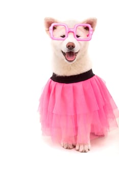 Beautiful Akita Inu dog dressed for Carnival or Halloween