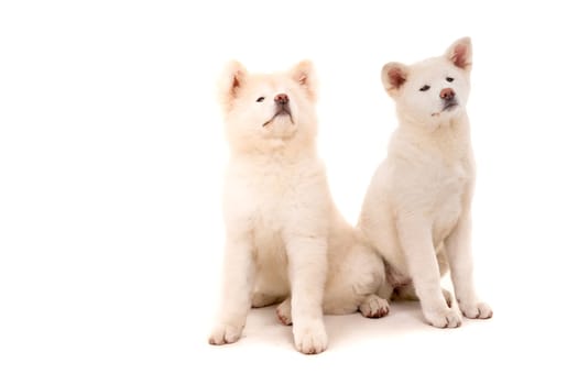 Akita Inu couple - Valentines Day concept