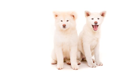 Akita Inu couple - Valentines Day concept