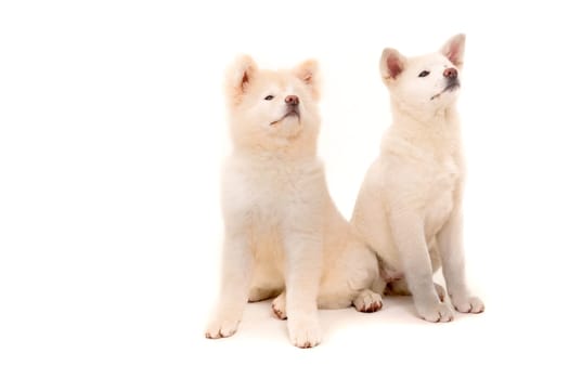 Akita Inu couple - Valentines Day concept
