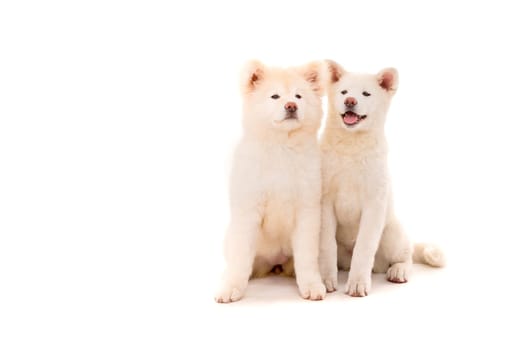 Akita Inu couple - Valentines Day concept
