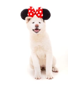 Beautiful Akita Inu dog dressed for Carnival or Halloween
