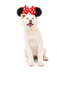 Beautiful Akita Inu dog dressed for Carnival or Halloween