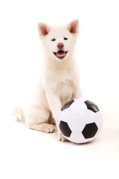 Beautiful Akita Inu dog posing in studio