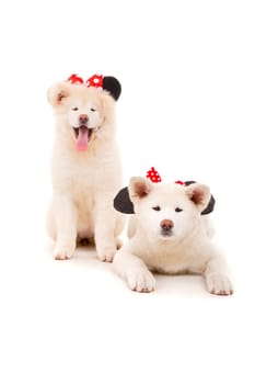 Akita Inu couple - Valentines Day concept