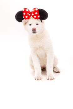 Beautiful Akita Inu dog dressed for Carnival or Halloween