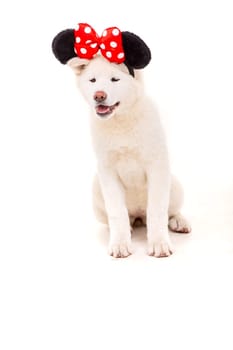 Beautiful Akita Inu dog dressed for Carnival or Halloween