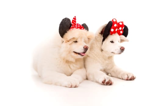 Akita Inu couple - Valentines Day concept
