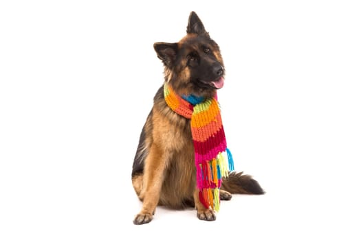 German Shepherd dog, isolated over white