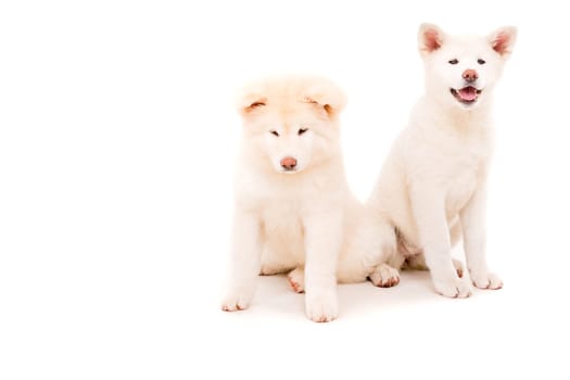 Akita Inu couple - Valentines Day concept