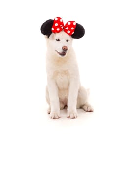 Beautiful Akita Inu dog dressed for Carnival or Halloween
