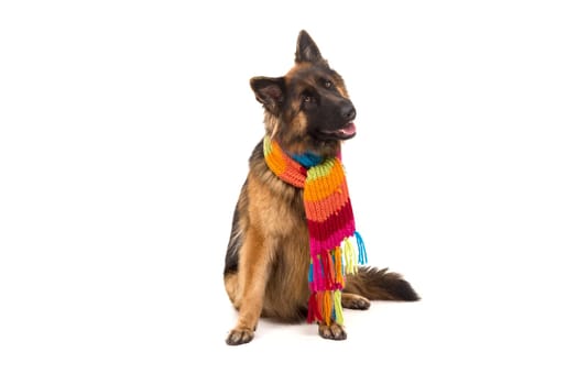 German Shepherd dog, isolated over white