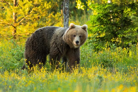 Brown bear, ursus arctos, looking on colorful meadow in spring nature. Large predator standing on blooming pasture. Wild big mammal watching on fresh glade.