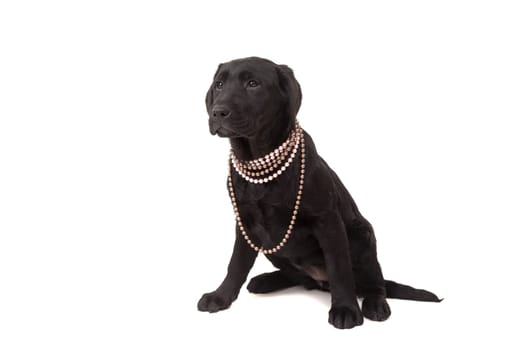 Studio photo of a baby labrador retriever, isolated over a white background