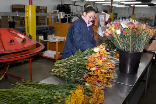 Woman working in a flower warehouse, Miami, Florida, USA