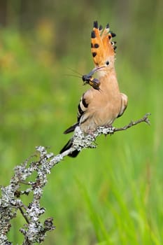 Eurasian hoopoe, upupa epops, with bug in beak on twing in spring. Vertical composition of a bird with orange and dark crest sitting on bush from front view in close up.