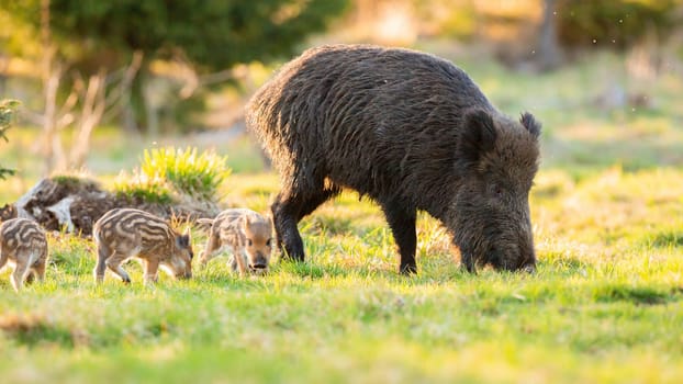 Adult wild boar, sus scrofa, with piglets grazing on grass in spring. Brown hog with youngs feeding on meadow in sunlight. Swine family walking on field.