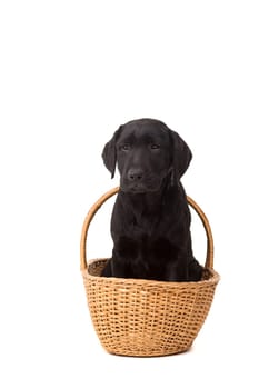 Studio photo of a baby labrador retriever, isolated over a white background