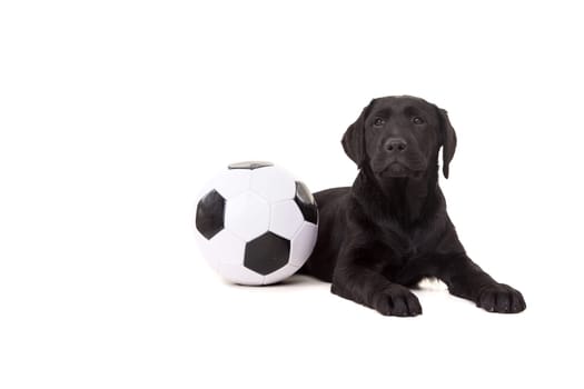 Studio photo of a baby labrador retriever, isolated over a white background