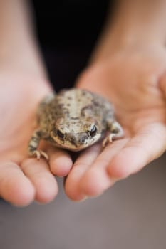 Close_up of a childŽs hands holding a frog