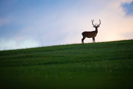 Red deer, cervus elaphus, in outline looking on grassland with blue sky in background. Silhouette of stag standing on pasture in backlight. Antlered mammal watching on green glade.