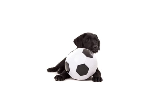 Studio photo of a baby labrador retriever, isolated over a white background