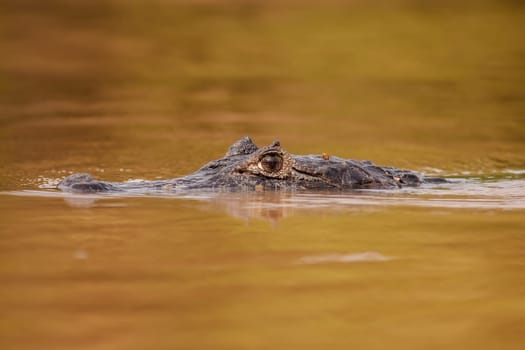 Yacare caiman, caiman yacare, swimming in river and breaching water surface. Head of crocodile peeking from lake in close up. Wild animal hiding during a hunt.