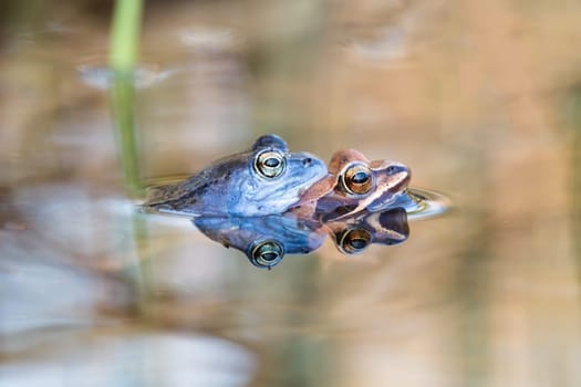 Moor frog, rana arvalis, couple mating inside water in springtime nature. Blue male amphibian holding to brown female during breeding season. Two wild animals breeding just above surface