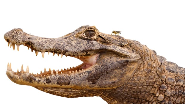 Close-up of yacare caiman, caiman yacare, with open mouth and visible teeth isolated on white background, Pantanal, Brasil. Aggressive wild animal with fly sitting on its head cut out on blank.