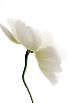 Close_up of a flower