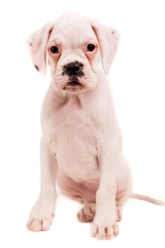 A young and beautiful boxer puppy, isolated over white background