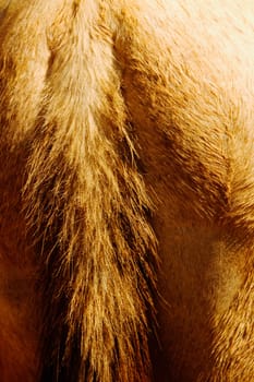 Close_up of the tail of a horse