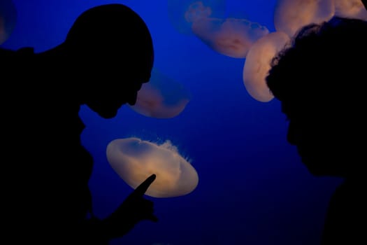 Tourists watching jelly fish chironex fleckeri in an aquarium, Monterey Bay Aquarium, Monterey, California, USA