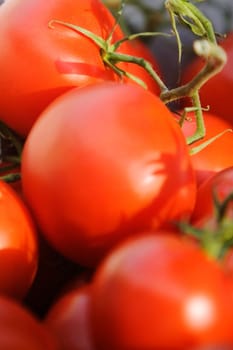 Close_up of tomatoes