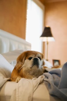 Dog resting on the bed